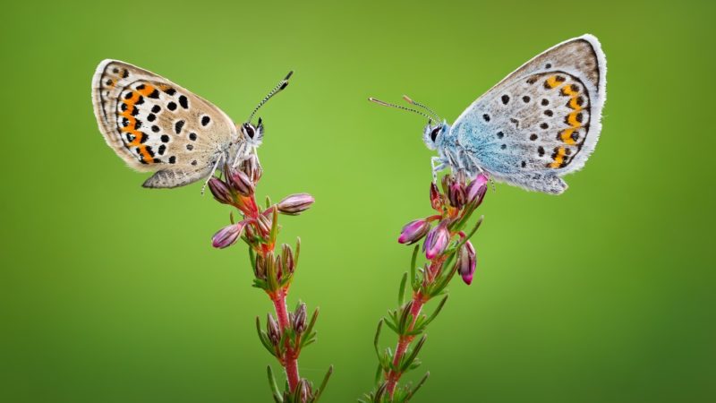 برندگان مسابقه عکاسی هنر ماکرو ۲۰۲۰ اعلام شدند